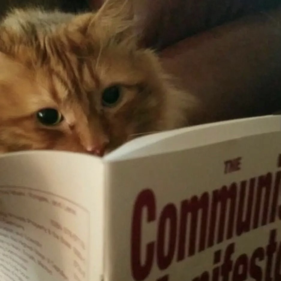 Cat reading the Communist Manifesto